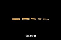 藏品(角貝類)的圖片